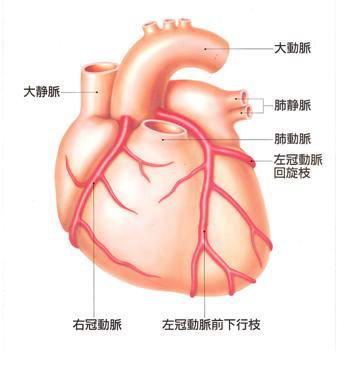冠動脈の解剖図