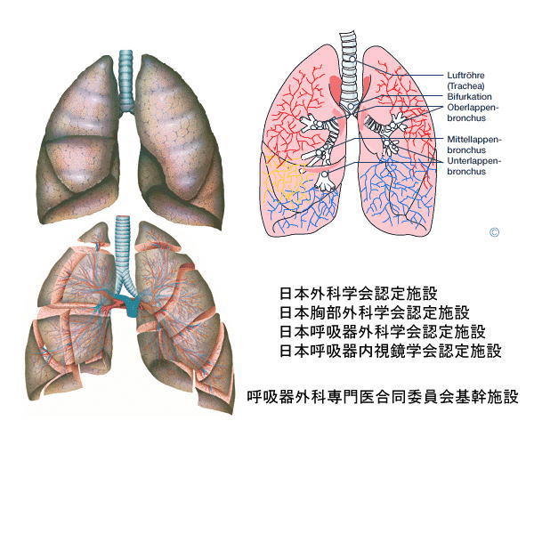 呼吸器外科トップの画像